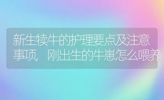 新生犊牛的护理要点及注意事项,刚出生的牛崽怎么喂养 | 养殖学堂