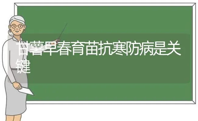 甘薯早春育苗抗寒防病是关键 | 养殖技术大全