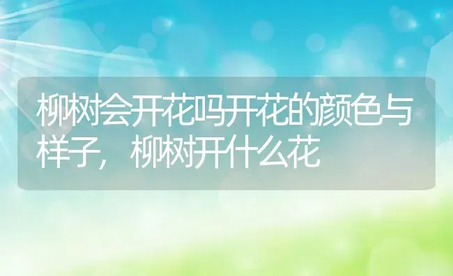 柳树会开花吗开花的颜色与样子,柳树开什么花 | 养殖学堂