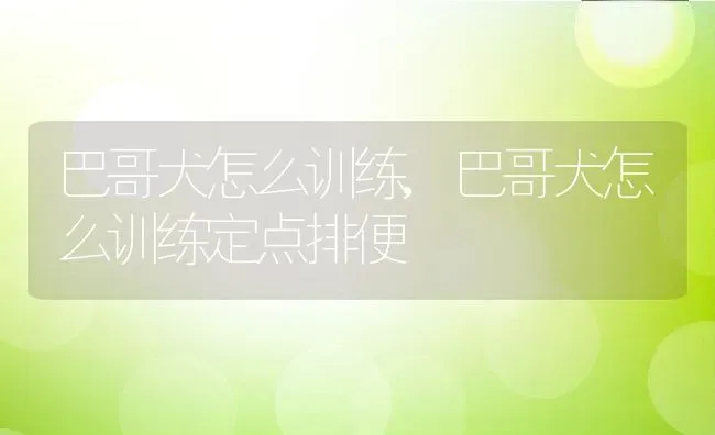 巴哥犬怎么训练,巴哥犬怎么训练定点排便 | 养殖科普