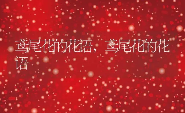 昭和三色锦鲤,昭和三色锦鲤和大正三色区别 | 养殖科普