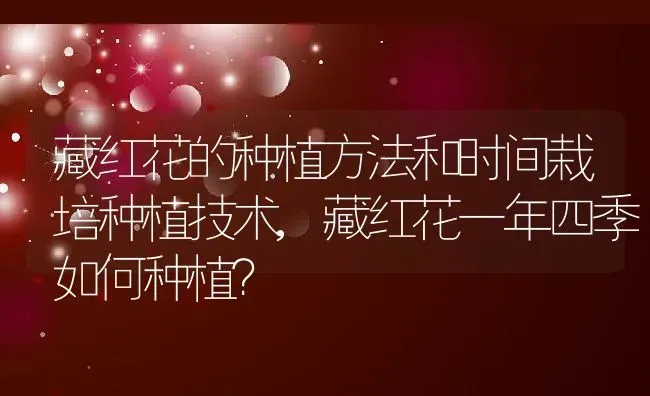 藏红花的种植方法和时间栽培种植技术,藏红花一年四季如何种植？ | 养殖科普