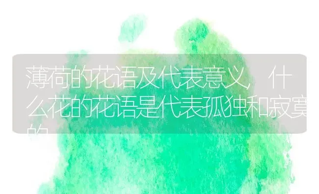 薄荷的花语及代表意义,什么花的花语是代表孤独和寂寞的 | 养殖学堂