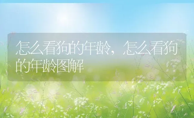 怎么看狗的年龄,怎么看狗的年龄图解 | 养殖科普