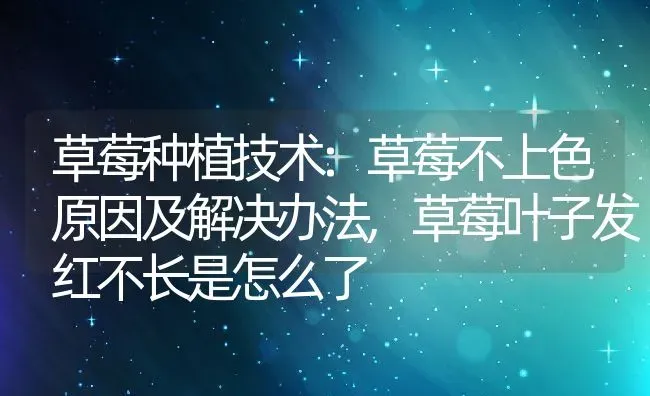 草莓种植技术:草莓不上色原因及解决办法,草莓叶子发红不长是怎么了 | 养殖学堂