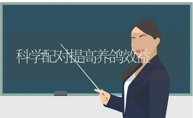 科学配对提高养鸽效益 | 养殖技术大全