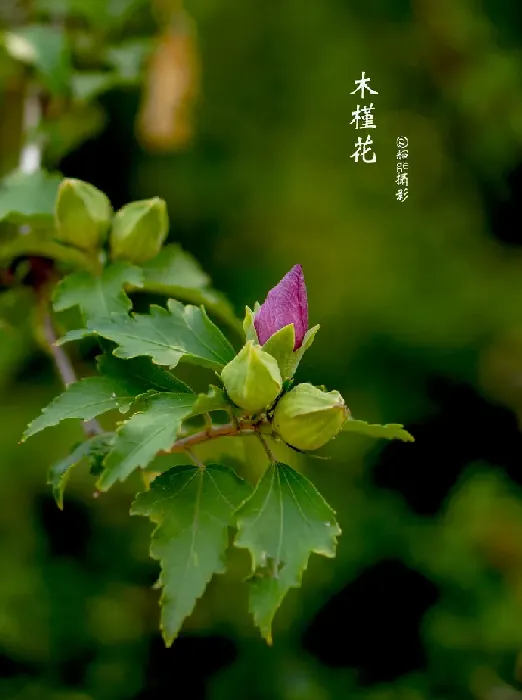 木槿花长什么样,木槿的花苞怎么回事？