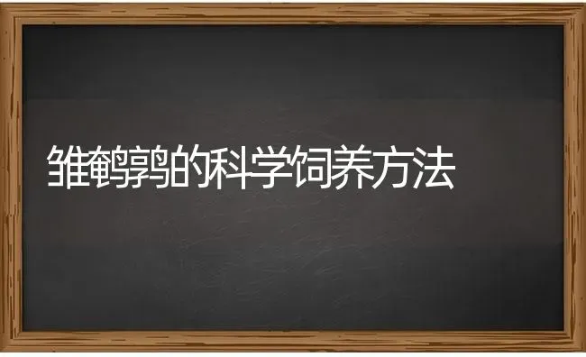 雏鹌鹑的科学饲养方法 | 养殖知识