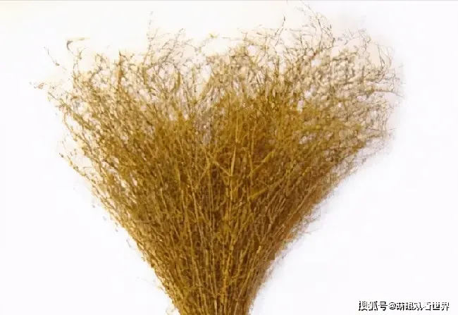 猫闹春怎么快速制止,阻止猫发情用什么药？