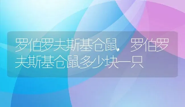 罗伯罗夫斯基仓鼠,罗伯罗夫斯基仓鼠多少块一只 | 养殖科普