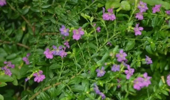 萼距花花期 | 三农知识