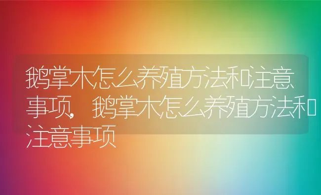 鹅掌木怎么养殖方法和注意事项,鹅掌木怎么养殖方法和注意事项 | 养殖学堂