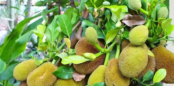 高产榴莲需要掌握哪些种植技巧？ | 生活妙招