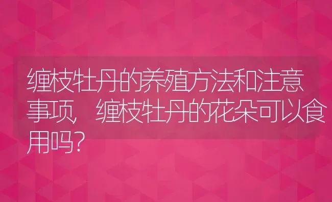 缠枝牡丹的养殖方法和注意事项,缠枝牡丹的花朵可以食用吗？ | 养殖科普