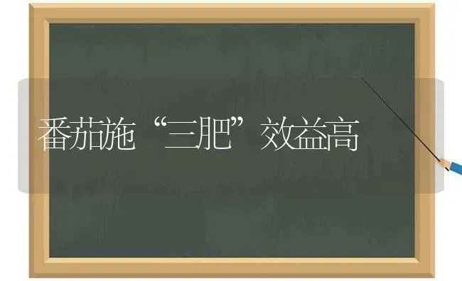 番茄施“三肥”效益高 | 养殖技术大全