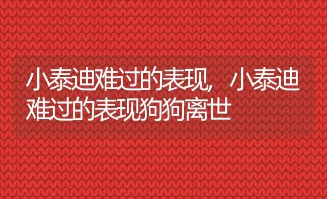 小泰迪难过的表现,小泰迪难过的表现狗狗离世 | 养殖科普
