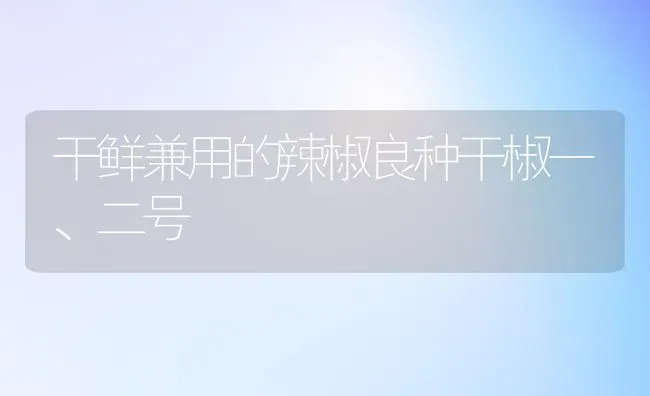 干鲜兼用的辣椒良种干椒一、二号 | 养殖技术大全