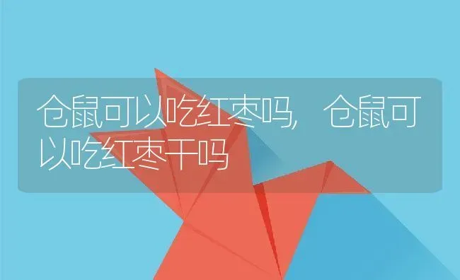 仓鼠可以吃红枣吗,仓鼠可以吃红枣干吗 | 养殖科普