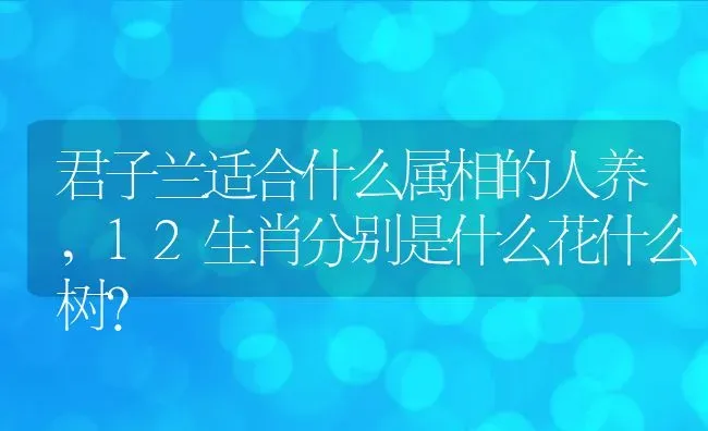 君子兰适合什么属相的人养,12生肖分别是什么花什么树？ | 养殖学堂