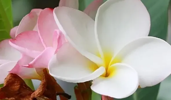 鸡蛋花有什么作用,鸡蛋花怎么养护才能开花？