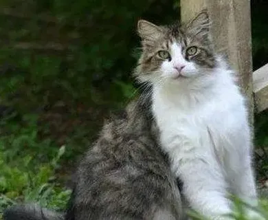 挪威森林是什么猫,挪威森林猫多大？