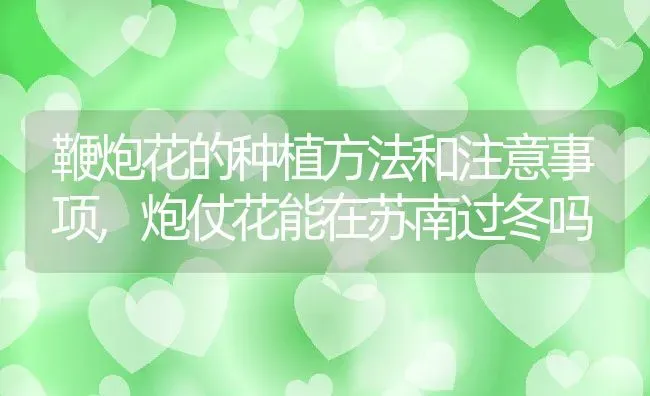 鞭炮花的种植方法和注意事项,炮仗花能在苏南过冬吗 | 养殖学堂