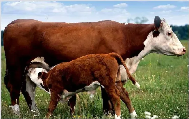 新生牛犊饲养管理技术讲解 | 农广天地