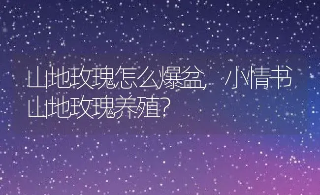 山地玫瑰怎么爆盆,小情书山地玫瑰养殖？ | 养殖学堂