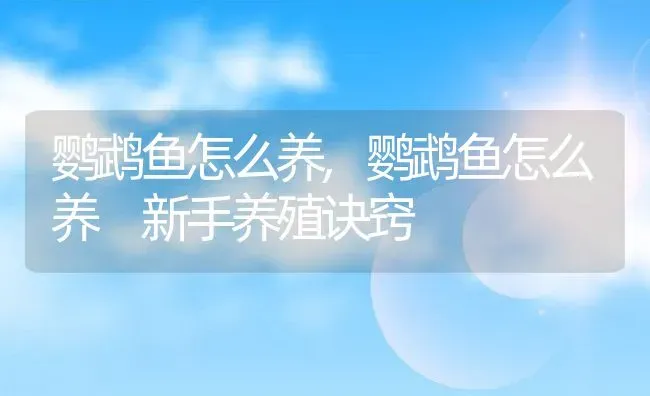 鹦鹉鱼怎么养,鹦鹉鱼怎么养 新手养殖诀窍 | 养殖科普