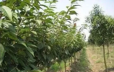 木本花卉苗圃除草剂的选择与使用方法 | 生活妙招