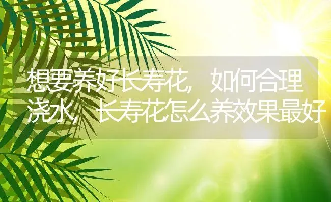 想要养好长寿花,如何合理浇水,长寿花怎么养效果最好 | 养殖学堂