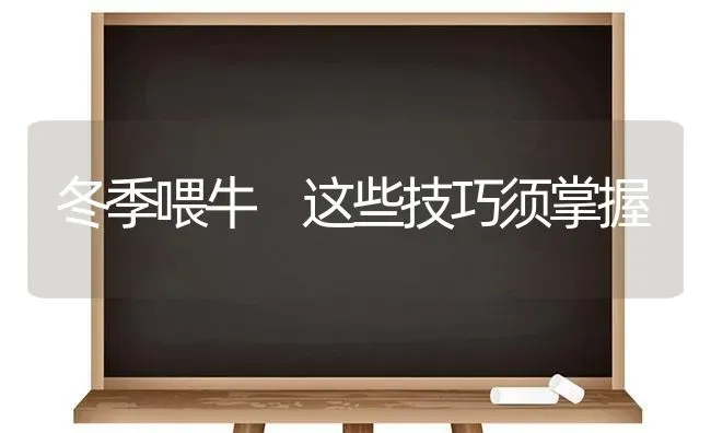 冬季喂牛 这些技巧须掌握 | 养殖技术大全