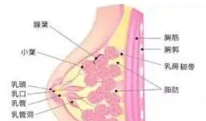乳腺结节要如何治疗,乳腺结节怎么治疗好？