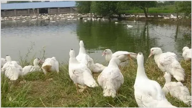 肉鸭养殖如何节省饲料？ | 生活常识