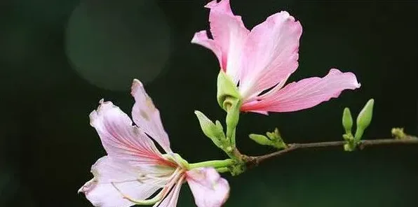 紫荆花还有什么名字 | 实用知识