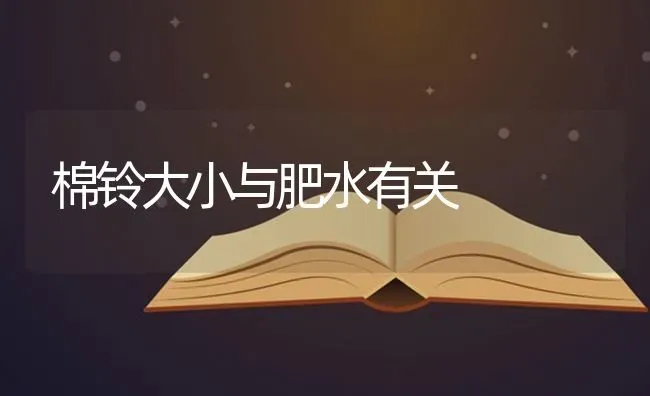 棉铃大小与肥水有关 | 养殖知识