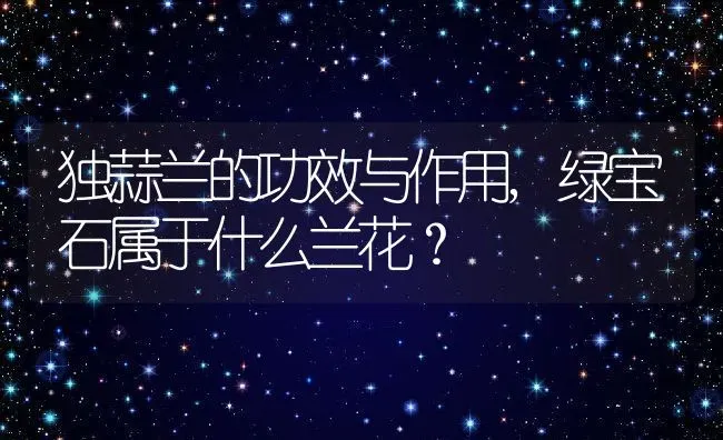 独蒜兰的功效与作用,绿宝石属于什么兰花？ | 养殖科普