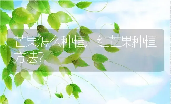 长毛狗狗品种,长毛狗狗品种图片 | 养殖科普