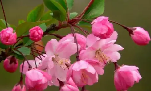 垂丝海棠什么时候开花,垂丝海棠什么季节开花？