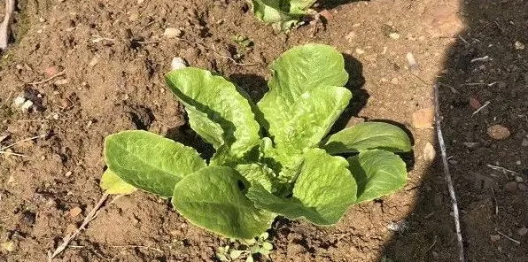 设施叶菜精准灌溉施肥技术要点 | 生活常识