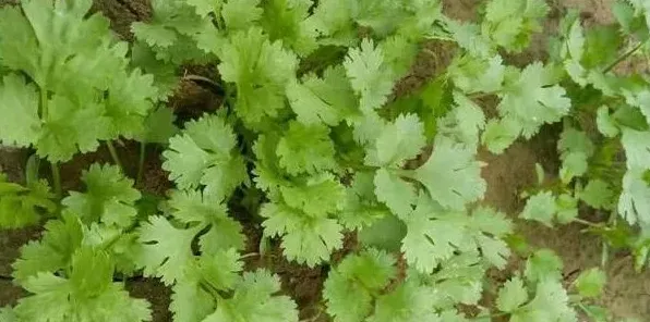 香菜种子的四种催芽技巧介绍 | 常识大全