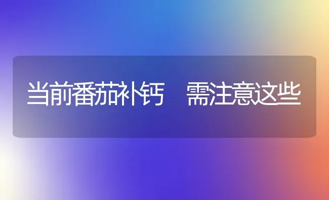 当前番茄补钙 需注意这些 | 养殖技术大全