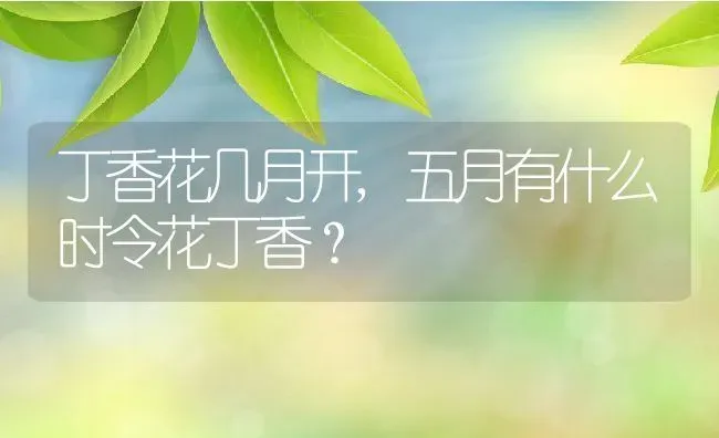 丁香花几月开,五月有什么时令花丁香？ | 养殖科普