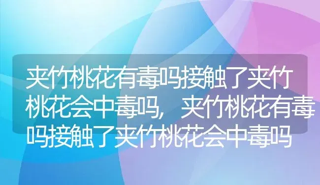 夹竹桃花有毒吗接触了夹竹桃花会中毒吗,夹竹桃花有毒吗接触了夹竹桃花会中毒吗 | 养殖科普