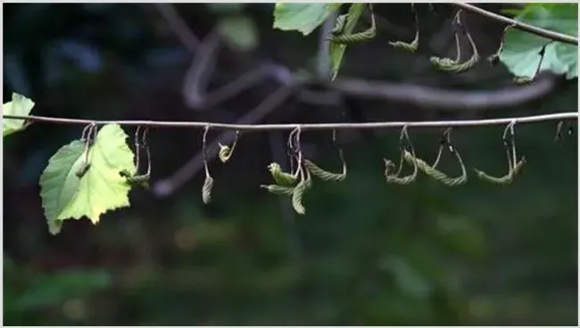 芝麻结蒴期的管理技巧要点 | 生活常识