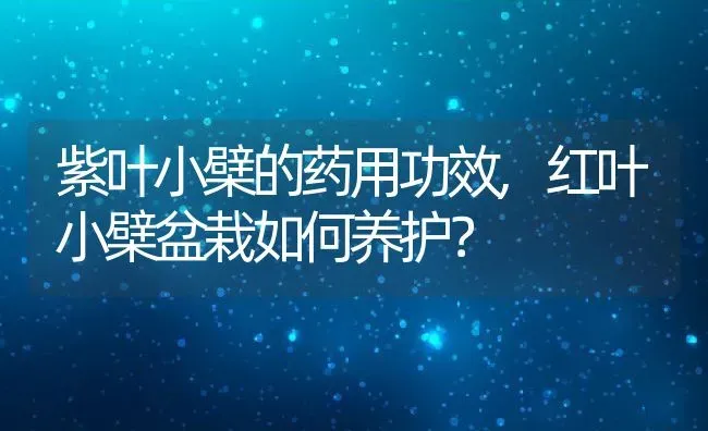 紫叶小檗的药用功效,红叶小檗盆栽如何养护？ | 养殖科普