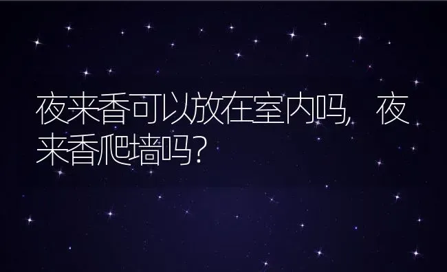 夜来香可以放在室内吗,夜来香爬墙吗？ | 养殖科普