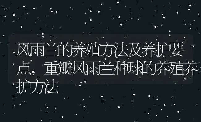 风雨兰的养殖方法及养护要点,重瓣风雨兰种球的养殖养护方法 | 养殖学堂