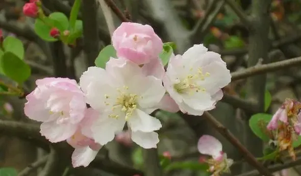 海棠花好养吗,海棠花好养吗？