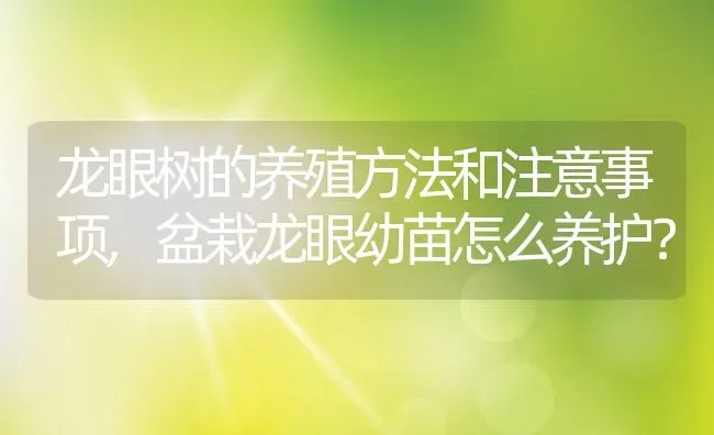 龙眼树的养殖方法和注意事项,盆栽龙眼幼苗怎么养护？ | 养殖科普